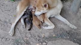 Mother dog breastfeeds family of orphaned kittens in Thailand