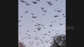 Little Red Flying Foxes (Bats) leaving their daytime camp site in the late evening.