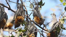 Grey-headed Flying Foxes at rest during the day in trees (a