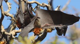 Grey-headed Flying Fox in daytime camp
