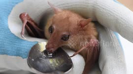 Eastern Blossom Bat being fed sugar and honey