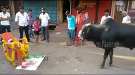 Stray bull surprises Indian locals by 'paying homage' at wild monkey's funeral
