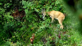 Capreolus capreolus