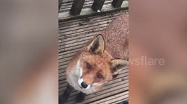Adorable family of foxes have taken up residence in a Scottish woman’s back garden