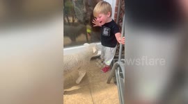 Two-year-old UK boy befriends lamb that was rejected by its mother at birth
