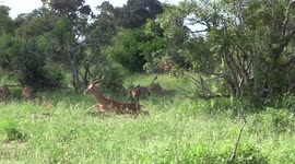 Impala gets lion-induced heart attack!