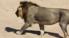 Two huge lion brothers brutally fight over the affection of lionesses