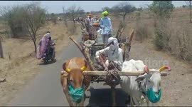 Farmers place face masks on cattle as India's lockdown eases