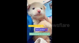 US rescue centre documents inspirational recoveries of abandoned dogs