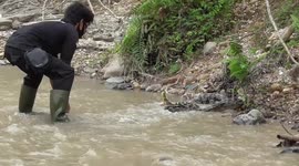 Indonesian volunteers rescue and relocate nine huge pythons back into the wild