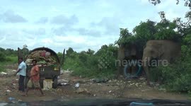 Locals feed wild elephants with leftover food from garbage van in Sri Lanka