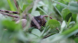 Super Close-Up of Wasp vs Rain-Spider