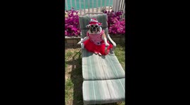 When your dog impersonates a family member to steal your lounge chair.