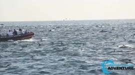 Mesmerizing 'superpod' of at least 1,000 dolphins spotted in Laguna Beach, California