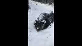 Bear Frozen to death?