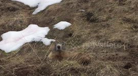 Marmot waking up!