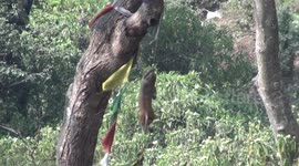 Young Rhesus monkey swings on prayer flags as others enjoy food offerings at 'Monkey Temple' - Swayambhunath Stupa, Kathmandu, Nepal.