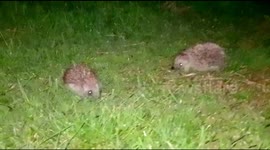 I meet two little hedgehogs Erinaceinae