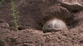 Pichi Armadillo Crawling Into Hole