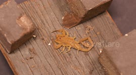 Scorpion on Wooden Board