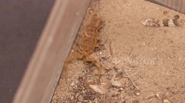 Scorpion on Sandy Ground