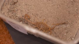 Scorpion Crawling in Sandy Container