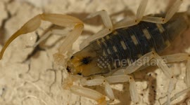 Head of Small Scorpion