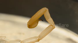 Northern Scorpion Stinger