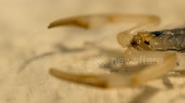 Full Body of Scorpion