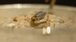 Front of Small Scorpion