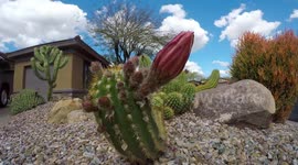 Arizona Desert Cactus Bloom Time Lapse