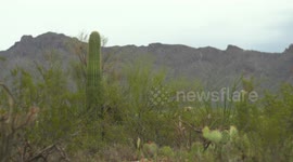 Cacti in Desert and Mountainous Terrain