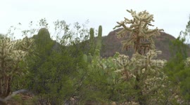 Saguaro, Prickly Pear and Cholla Cacti