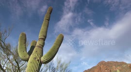 Tall Saguaro Cactus With Clouds