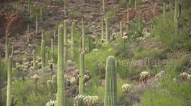 Cactuses on Rocky Hill