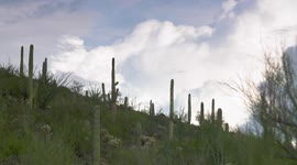 Saguaro Cacti on Hillside