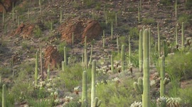Saguaro and Cholla Cactuses and Large Rocks