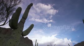 Saguaro Cactus With Moving Clouds