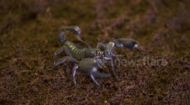 Emperor Scorpion on Mulch in Lab