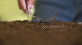 Person Grabbing At Scorpion With Tweezers