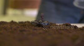 Emperor Scorpion Walking Near Camera