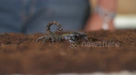 Emperor Scorpion Walking Towards Person