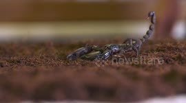 Emperor Scorpion Walking On Dirt