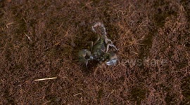 Emperor Scorpion Walking Towards Camera