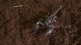 Emperor Scorpion Walking Off Table