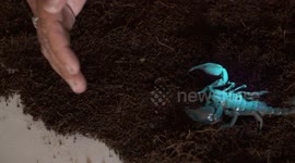 Blacklight on Emperor Scorpion