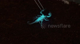Scorpion Runs From Blacklight and Hand