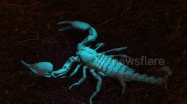Emperor Scorpion in UV-A Light