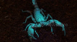 Scorpion Walking Away From UV-A Light