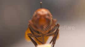 Rock Focus on Wasp Face